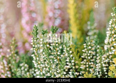 Blumenfeld Calluna vulgaris. Kleine rosa und weiße Fliederblütenpflanzen, weicher Hintergrund. Geringe Schärfentiefe, Tschechische Republik Stockfoto