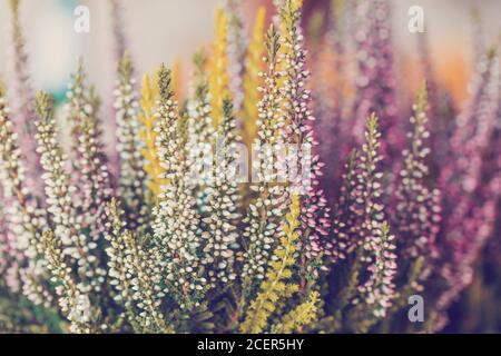 Blumenfeld Calluna vulgaris. Kleine rosa und weiße Fliederblütenpflanzen, weicher Hintergrund. Geringe Schärfentiefe, Tschechische Republik Stockfoto