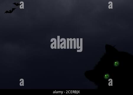 Halloween horizontaler Hintergrund mit schwarzer Katze mit grünen Augen, Silhouetten von Fledermäusen auf dunklen gruseligen Nacht wolkigen Himmel. Halloween, Horror und Dekoration Stockfoto
