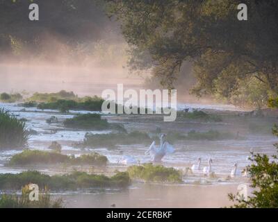 Schwäne, Reiher, Enten und Rinderreiher im Stour River mit frühmorgendem Nebel bei Sonnenaufgang Stockfoto