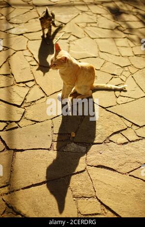 Gelbe Katze sitzt im sonnigen Sommergarten auf dem Steinboden. Tabby Kätzchen gehen in seiner Nähe. Stockfoto
