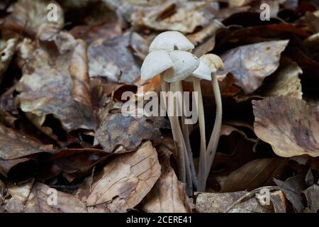 Ungenießbarer Pilz Marasmiellus confluens im Buchenwald. Bündel von wilden Pilzen in den Blättern. Stockfoto