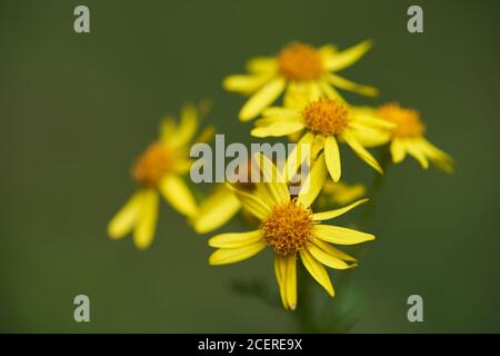 Wildpflanze jacobaea vulgaris in der Waldwiese. Bekannt als Beifuß, stinkender Willie oder würziger Beifuß. Gelbe zarte Blume auf grünem Hintergrund. Stockfoto