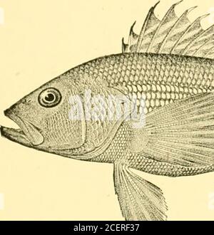 . American Fishes; eine populäre Abhandlung über das Spiel und die Nahrung Fische von Nordamerika, mit besonderem Hinweis auf Gewohnheiten und Methoden der Erfassung. Stockfoto