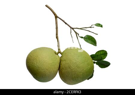 Pomelo Früchte mit seinem Zweig und Blätter isoliert auf weißem Hintergrund. Stockfoto