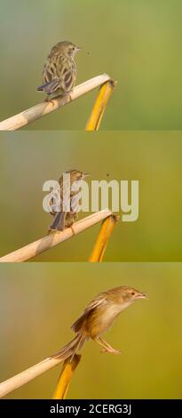 Vögel sitzen auf dem Ast Stockfoto