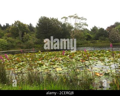 Glenwhan Gardens, & Arboretum, Dunragit, Stranraer, Schottland. Dieser 12 Hektar große Garten, der aus dem schottischen Moorland geschnitzt wurde, zieht jedes Jahr Tausende an. Begonnen im Jahr 1979, sind die Gärten ein Werk in Arbeit mit 17 Hektar umliegenden Moorland, Feuchtgebiet und Moore noch nicht entwickelt. Stockfoto