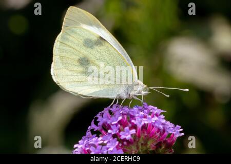 Weißkopfschmetterling (Pieris rapae) Sussex Garden, Großbritannien Stockfoto