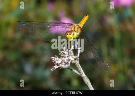 Ruddy Darter Libelle (Sympetrum sanguineum) Sussex Garden, Großbritannien Stockfoto