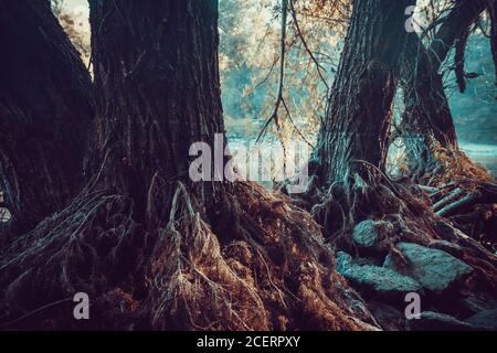 Baumwurzeln, die auftauchten, als das Wasser bei Sonnenaufgang aus dem See zurückging. Stockfoto