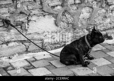 Französische Bulldogge sitzt traurig und wartet auf seinen Besitzer. Stockfoto