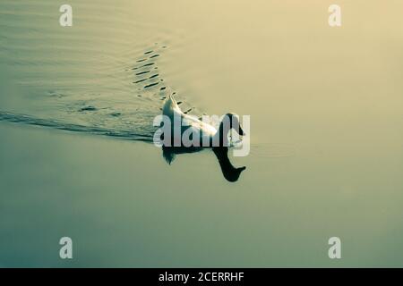 Ente schwimmt allein auf dem glatten See und seine Reflexion. Stockfoto