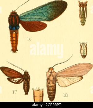 . Katalog der Lepidoptera Phalænæ im britischen Museum. 18 a Stockfoto
