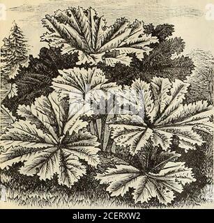 . Das Maule-Samenbuch für 1905. ms. Schönheit Amor. Standard rosa Schattierung Towhite. Flügel rosig Karmin. Kapitän des Blues Amor. Standard rot-Schale lila und violett; Flügel fast tiefblau. Royalty Cupid. Selbst gefärbt; tiefes, sattes Pink. Extra Early Blanche Ferry Cupid. Stand-arfl rosa; Flügel cremig weiß. Freies Blühen. Firefly Amor. Leuchtendes Scharlach. Sehr hell. Boreatton Amor. Sattes dunkles kastanienbraun. Gemischte Cupids. Alle Kupiden in einer Mischung. Preis eines der cvpid sueet Erbsen : Paket, 5 Cent; Unze, 10 Cent^; Viertel Pfund, 30 Cent; Pfund, 90 CT. S atSt i e 81 NEUE bftRGE-PbOWBRIING S Stockfoto