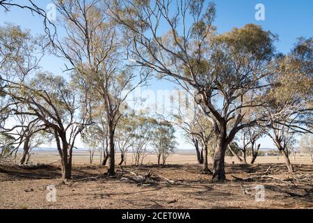 Trocken und ausgetrocknet Paddock mit sterbenden Bäumen auf dem Darling Tiefs während der Dürre in Queensland Stockfoto