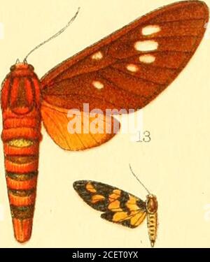 . Katalog der Lepidoptera Phalænæ im britischen Museum. ^. Stockfoto