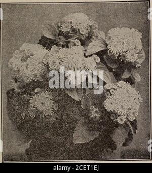 . Samen, Zwiebeln, Sträucher : Katalog 1914. ADONIS AESTIVALIS 2000 ABRONIA umbellata (Sand Verbena). H. A. Pkt. Trailing-Gewohnheit. Gedeiht in schlechtem Boden. Aussaat im Mai im Freiland. Trägt rosa Blüten in Büscheln den ganzen Sommer 5 2001 ABUTILON. Strauchpflanzen geeignet für Haus, Gewächshaus oder Garten. 4 Fuß Glockenförmige Blüten in verschiedenen Farben. Gemischt 10 2012 ACHILLEA the Pearl (Yarrow). H. P. 1^ ft. Doppelte weiße Gänseblümchen-ähnliche Blüten im Sommer und Herbst. 102022 ACONITUM napellus (Mönchshaube). H. P. 4 ft. Helmförmige blaue Blüten. Tut gut im Schatten. 5. AMARANTHUS CATJ TUS PKT. ADLUMIA cirrhosa. H. B. Kletterer Stockfoto