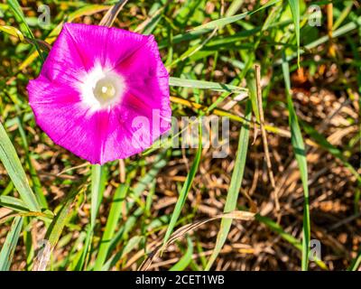 Wilde Blume rosa Glocke auf einem Hintergrund von grünem Gras. Stockfoto