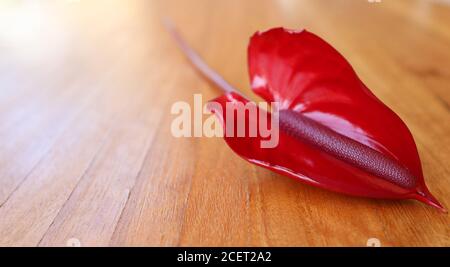 Elegant raffinierter einzelner Stiel einer leuchtend rubinroten seidig glatten glänzenden Friedenslilie Blume auf einer hölzernen Bank Oberfläche. Einfache Einfachheit nette Note Stockfoto
