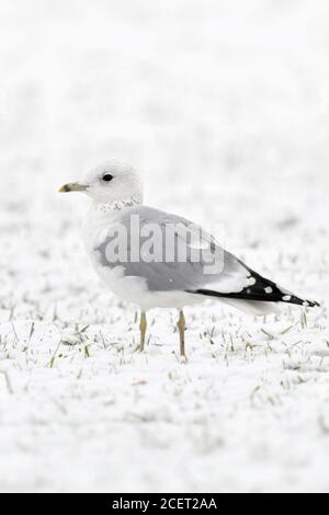 Mew Gull/Sturmmoewe (Larus canus) im Winter, sitzen auf den schneebedeckten Ackerland, jungen Vogel im zweiten Winter, Tierwelt, Europa. Stockfoto