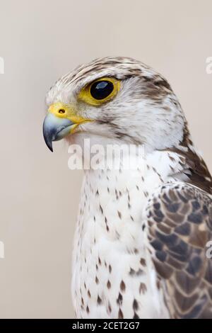 Saker Falcon ( Falco Cherrug ), ein hochangesehener Falkenvogel, brütet von Mitteleuropa ostwärts über Asien bis zur Mandschurei, detailreicher Kopfschuss. Stockfoto
