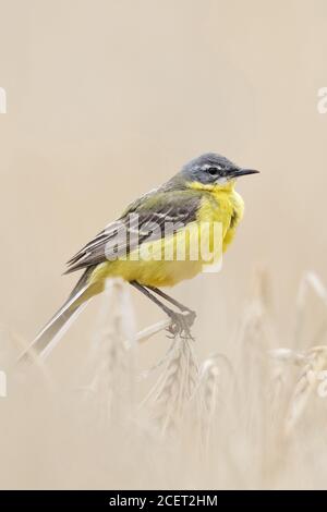 Gelber Wagtail ( Motacilla flava ), erwachsener Rüde im Zuchtkleid, auf reifen Gerstenkulturen sitzend, in einem Getreidefeld sitzend, Wildtiere, Europa. Stockfoto