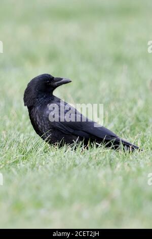 Nebelkrähe (Corvus corone/Rabenkraehe) auf dem Boden sitzend in Gras, sehr vorsichtig, schüchtern und intelligente Vogel, drehte sich um, Beobachten, wildli Stockfoto