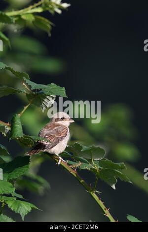 Rotrückenwürger ( Lanius collurio ), junges Küken, flügge, in einer Brombeerhecke thront, für Erwachsene beobachten, warten auf Nahrung, Tierwelt, Europa. Stockfoto