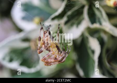 Common Garden Spider Araneus diadematus webt sein Web, England Großbritannien Stockfoto