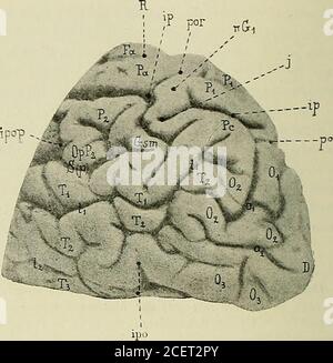 . Anatomie des Centers nerveux. Forme dune pyramide triangulaire,dont le sommet correspondor à lextrémité postérieure de lhémisphère, aupôle occipital de Broca, dont la base, mal délimitée, est antérieure et dontles trois faces sont : lune externe et convexe, lautre interne et plane,la troisième inférieure et légèrement concave. CE lobe sanastomoselargement à sa faceexterne avec les lobestemporal et pariétal,dont il Nest pour ainsidire que le prolongge-ment. SA face inférieu-re se confond, sans li-gne de démarcation,avec la face inférieuredu lobe temporal etconstitue avec ce der-nier le lobe ou m Stockfoto