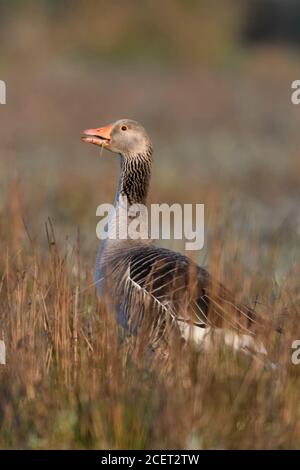 Graugans/Graugans (Anser anser), ein Erwachsener, der Fütterung in Feuchtgebieten, beobachten aufmerksam, Alert, am frühen Morgen, Wildlife, Europa. Stockfoto