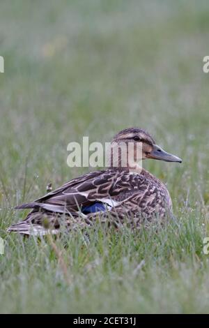 Mallard/Wild Duck (Anas platyrhynchos), erwachsene Frau, sitzen/ruht auf einem Tau nassen Wiesen, auf einer Wiese, Flora und Fauna in Europa. Stockfoto