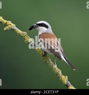Rotrückenwürger ( Lanius collurio ), Jagdmännchen mit Beute im Schnabel, fetter Schwarzkäfer, auf einem trockenen Holunderzweig thront, Rückansicht, Tierwelt, Europ Stockfoto