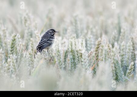 Gelber Wagtail ( Motacilla flava ), junger Vogel, flügge, jugendlich, auf reifen Weizenpflanzen thront, sitzt in einem Getreidefeld, Tierwelt, Europa. Stockfoto