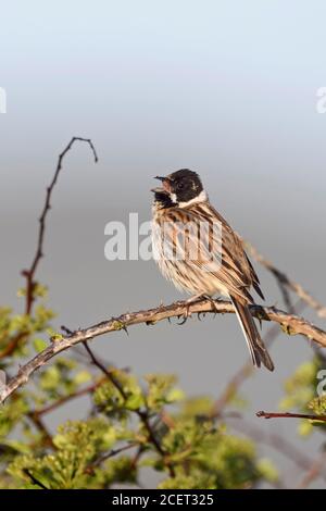 Rohrammer/Rohrammer (Emberiza schoeniclus), erwachsener Mann, auf einem Busch gehockt, am frühen Morgen, Singen, Wildlife, Europa. Stockfoto