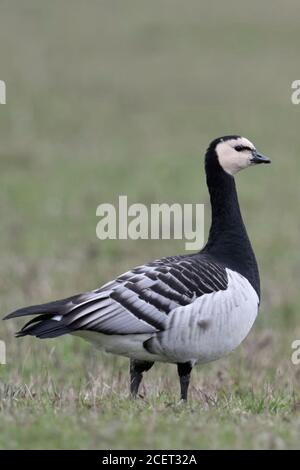 Nonnengans/Nonnengans (Branta leucopsis) auf Ackerland, um aufmerksam zu beobachten, langen Hals, Wildlife, Europa. Stockfoto