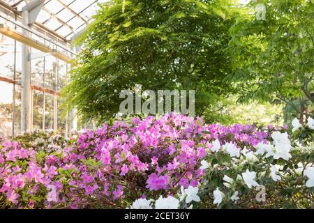Blüte von bunten Azaleen und immergrünen tropischen Bäumen im Gewächshaus an sonnigen Tagen. Blühende Rhododendrons Stockfoto