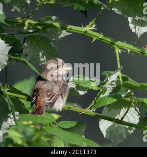 Rotrückenwürger ( Lanius collurio ), junges flügges Küken, in einer Brombeerhecke thront, versteckt zwischen dornigen Ranken, Tierwelt, Europa. Stockfoto