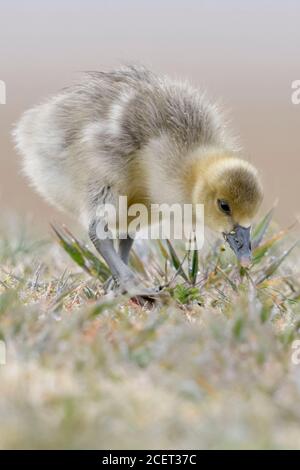 Graugans/Graugans (Anser anser), junges Küken, nur wenige Tage alt, Kind, Tier Kinder, auf der Suche nach der Nahrung sind, sieht süß aus, Wildlife, Europa. Stockfoto