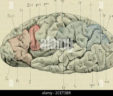 . Anatomie des Centers nerveux. - R, scissure de Rolande - S(a), Branche antérieurede la scissure de Sylvins. – S[V), Branche verticale de la scissure de Sylvius. - soe, sillon oder taire externe. – T,, 72, f3, première, deuxième et troisième circonvolutions temporales. – t,sillon parallèle ou Premier sillon temporal. – t, sa branche verticale. – f2. deuxième sillontemporal. - TP, circonvolution temporale profonde. – tp, sillon Temporal profond. MORPHOLOGIE CEREBRALE. 201 lhomme, quelle acquiert brusquement le développement considérable quila caractérise. Chez le fœtus humain, la circonvoluti Stockfoto