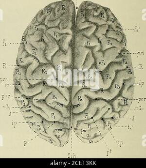 . Anatomie des Nervenzentren. Ans sa concavité lextré-mité inférieure du sillonprérolandique (pri) (Abb. 1S5, 160). Quelquefoismême, il est si profondé-ment situé, que le sillonprérolandique semble,au Premier abord, se jeterdirectement dans la scis-sure de Sylvius (Abb. L 163, S. On distingue à cettecirconvolution trois par-ties : lune inférieure, or-bitaire (of 3), compoenteentre le sillon olfactif(f,) et la branche hori-zontale antérieure de lascissure de Sylvius (S [a]),lautre moyenne triangu-liorieure, le Cap de Broca (converticedale) (s Stockfoto