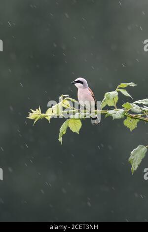 Rotrückenwürger ( Lanius collurio ), erwachsener Rüde, der bei Regen auf einem Bramble-Zweig ausgesetzt war, Jagd an einem regnerischen Tag, Wildtiere, Europa. Stockfoto