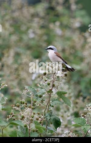 Rotrückenwürger ( Lanius collurio ), erwachsenes Männchen auf der Suche in einer blühenden Bramble Hecke, Jagd, gut getarnt, unauffällig, Wildtiere, EU Stockfoto