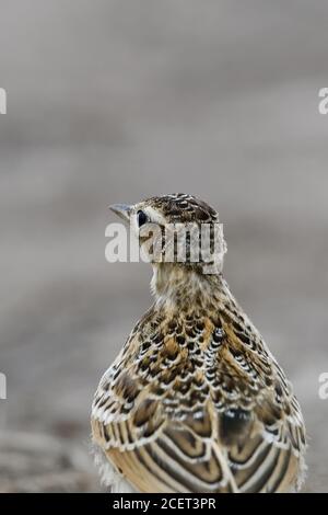 Skylark ( Alauda arvensis ) Vogel von offenem Land, durch intensive Landwirtschaft gefährdet, auf dem Boden sitzend, Rückansicht, Nahaufnahme, Tierwelt, Europa. Stockfoto