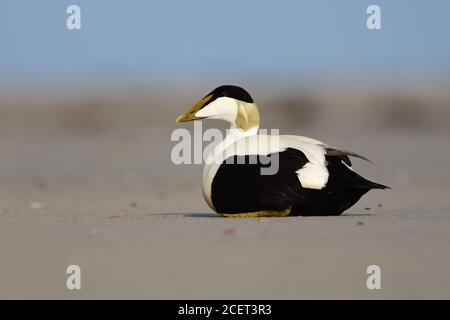 Gemeiner Eider ( Somateria mollissima ), bunt Männchen, drake, Ruhe am Strand, in Zuchtkleid, Helgoland, Deutschland, Tierwelt, Europa. Stockfoto