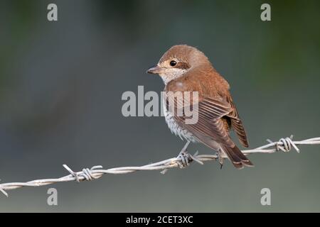 Rotrückenwürger ( Lanius collurio ), Weibchen, auf Stacheldraht thront, Jagd, charakteristischer Heckenvogel von offenem Land, detaillierte Rückansicht, wi Stockfoto