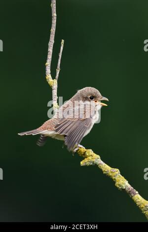 Rotrückenwürger ( Lanius collurio ), junges Küken, Jungtier auf einem trockenen Holunderstiel thront, bettelt um Nahrung, sieht niedlich aus, Tierwelt, Europa. Stockfoto