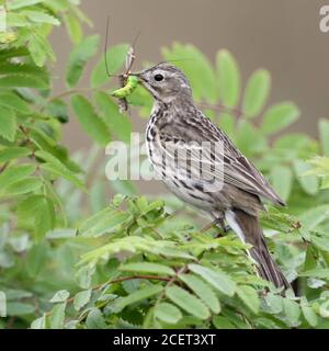 Wiesenpieper / Wiesenpieper (Anthus pratensis) in einem Busch gehockt, holding Beute in seinem Schnabel zu füttern Küken, Wildlife, Europa. Stockfoto