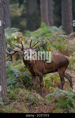 Rothirsch ( Cervus elaphus ), 18-Punkt Hirsch brüllend im Wald während der Furche, Geweih mit Bracken und Farnen bedeckt, Europa. Stockfoto