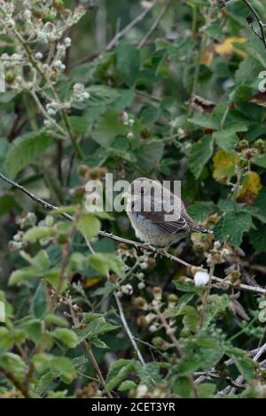 Rotrückenwürger ( Lanius collurio ), junges flügges Küken, versteckt in einer Brombeerhecke, nach dem Verlassen seines Nestes, warten auf Nahrung, Tierwelt, Europa. Stockfoto